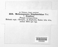 Melampsora euphorbiae image